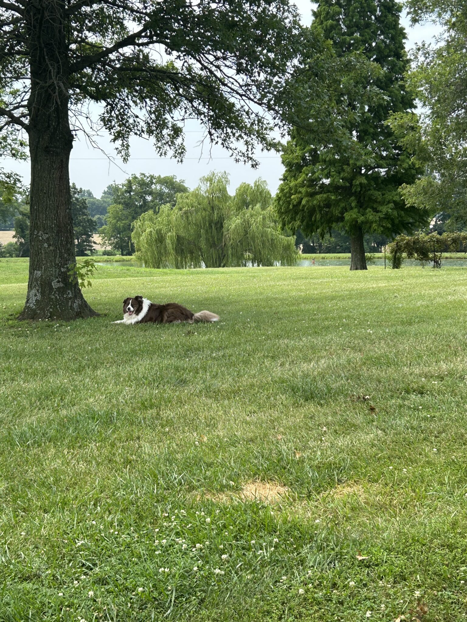 Riddle Aka Buddy Loves Living In The Country It Takes A Village No riddle-aka-buddy-loves-living-in-the-country-it-takes-a-village-no
